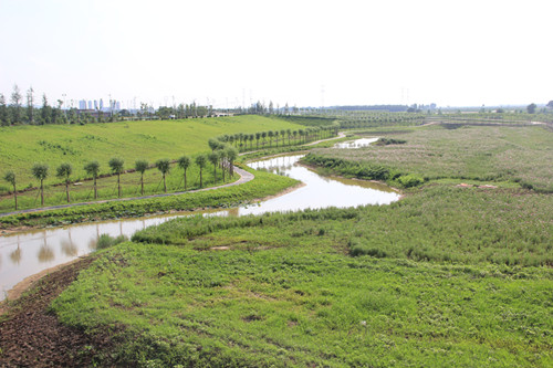 渭河滩面景观绿化Ⅱ标